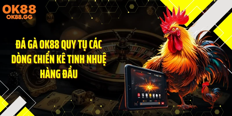 Đá gà OK88 quy tụ các dòng chiến kê tinh nhuệ hàng đầu
